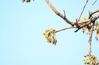 Madhuca longifolia çiçeği ağaçta. Mahua olarak bilinir. Bu yenilebilir. Bilinen isimleri Madhuka, mahura, madkam, mahu tereyağı ağacı, mahura, mahwa, mohulo, Iluppai, Mee ve Ippa chettu..