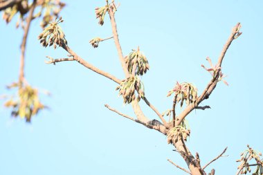 Madhuca longifolia çiçeği ağaçta. Mahua olarak bilinir. Bu yenilebilir. Bilinen isimleri Madhuka, mahura, madkam, mahu tereyağı ağacı, mahura, mahwa, mohulo, Iluppai, Mee ve Ippa chettu..
