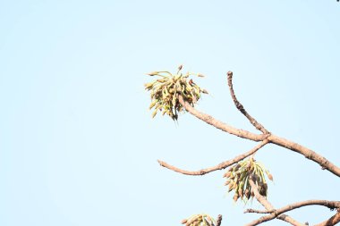 Madhuca longifolia çiçeği ağaçta. Mahua olarak bilinir. Bu yenilebilir. Bilinen isimleri Madhuka, mahura, madkam, mahu tereyağı ağacı, mahura, mahwa, mohulo, Iluppai, Mee ve Ippa chettu..