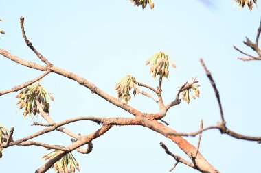 Madhuca longifolia çiçeği ağaçta. Mahua olarak bilinir. Bu yenilebilir. Bilinen isimleri Madhuka, mahura, madkam, mahu tereyağı ağacı, mahura, mahwa, mohulo, Iluppai, Mee ve Ippa chettu..