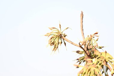 Madhuca longifolia çiçeği ağaçta. Mahua olarak bilinir. Bu yenilebilir. Bilinen isimleri Madhuka, mahura, madkam, mahu tereyağı ağacı, mahura, mahwa, mohulo, Iluppai, Mee ve Ippa chettu..