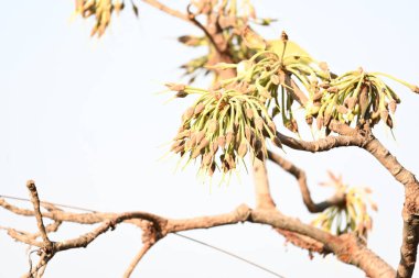Madhuca longifolia çiçeği ağaçta. Mahua olarak bilinir. Bu yenilebilir. Bilinen isimleri Madhuka, mahura, madkam, mahu tereyağı ağacı, mahura, mahwa, mohulo, Iluppai, Mee ve Ippa chettu..