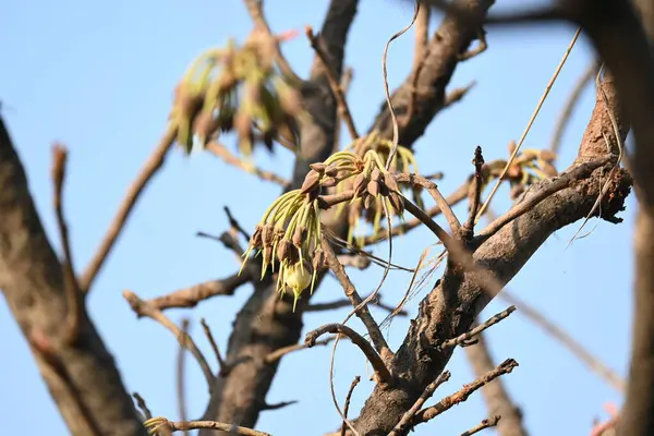 Madhuca longifolia çiçeği ağaçta. Mahua olarak bilinir. Bu yenilebilir. Bilinen isimleri Madhuka, mahura, madkam, mahu tereyağı ağacı, mahura, mahwa, mohulo, Iluppai, Mee ve Ippa chettu..