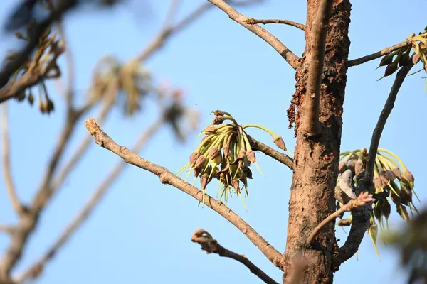 Madhuca longifolia çiçeği ağaçta. Mahua olarak bilinir. Bu yenilebilir. Bilinen isimleri Madhuka, mahura, madkam, mahu tereyağı ağacı, mahura, mahwa, mohulo, Iluppai, Mee ve Ippa chettu..
