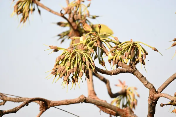 Madhuca longifolia çiçeği ağaçta. Mahua olarak bilinir. Bu yenilebilir. Bilinen isimleri Madhuka, mahura, madkam, mahu tereyağı ağacı, mahura, mahwa, mohulo, Iluppai, Mee ve Ippa chettu..