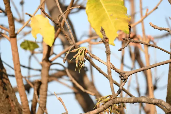 Madhuca longifolia çiçeği ağaçta. Mahua olarak bilinir. Bu yenilebilir. Bilinen isimleri Madhuka, mahura, madkam, mahu tereyağı ağacı, mahura, mahwa, mohulo, Iluppai, Mee ve Ippa chettu..