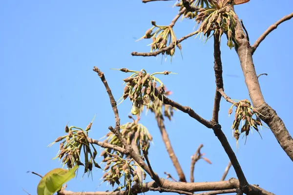 Madhuca longifolia çiçeği ağaçta. Mahua olarak bilinir. Bu yenilebilir. Bilinen isimleri Madhuka, mahura, madkam, mahu tereyağı ağacı, mahura, mahwa, mohulo, Iluppai, Mee ve Ippa chettu..