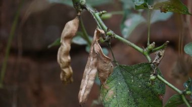 Kuru Labaratuvar Purpureus kapsülleri. Fabaceae familyasından bir fasulye türüdür. Diğer isimleri labrador fasulyesi, bonavist bezelye, dolichos fasülyesi, seim, labrador, mısır fasulyesi ve Hint fasulyesi..