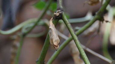 Kuru Labaratuvar Purpureus kapsülleri. Fabaceae familyasından bir fasulye türüdür. Diğer isimleri labrador fasulyesi, bonavist bezelye, dolichos fasülyesi, seim, labrador, mısır fasulyesi ve Hint fasulyesi..