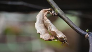 Kuru Labaratuvar Purpureus kapsülleri. Fabaceae familyasından bir fasulye türüdür. Diğer isimleri labrador fasulyesi, bonavist bezelye, dolichos fasülyesi, seim, labrador, mısır fasulyesi ve Hint fasulyesi..
