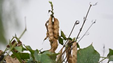 Kuru Labaratuvar Purpureus kapsülleri. Fabaceae familyasından bir fasulye türüdür. Diğer isimleri labrador fasulyesi, bonavist bezelye, dolichos fasülyesi, seim, labrador, mısır fasulyesi ve Hint fasulyesi..