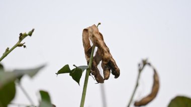 Kuru Labaratuvar Purpureus kapsülleri. Fabaceae familyasından bir fasulye türüdür. Diğer isimleri labrador fasulyesi, bonavist bezelye, dolichos fasülyesi, seim, labrador, mısır fasulyesi ve Hint fasulyesi..
