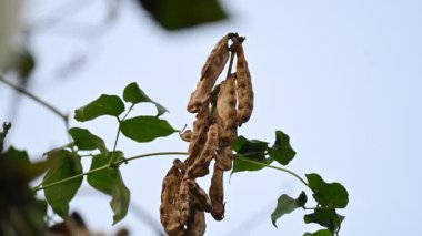 Kuru Labaratuvar Purpureus kapsülleri. Fabaceae familyasından bir fasulye türüdür. Diğer isimleri labrador fasulyesi, bonavist bezelye, dolichos fasülyesi, seim, labrador, mısır fasulyesi ve Hint fasulyesi..