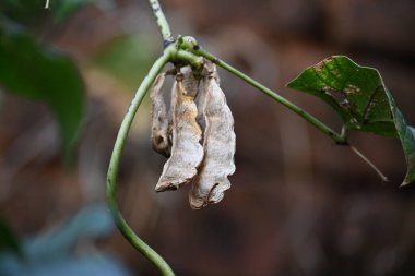 Kuru Labaratuvar Purpureus kapsülleri. Fabaceae familyasından bir fasulye türüdür. Diğer isimleri labrador fasulyesi, bonavist bezelye, dolichos fasülyesi, seim, labrador, mısır fasulyesi ve Hint fasulyesi..