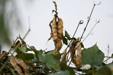 Kuru Labaratuvar Purpureus kapsülleri. Fabaceae familyasından bir fasulye türüdür. Diğer isimleri labrador fasulyesi, bonavist bezelye, dolichos fasülyesi, seim, labrador, mısır fasulyesi ve Hint fasulyesi..