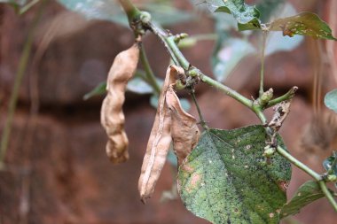 Kuru Labaratuvar Purpureus kapsülleri. Fabaceae familyasından bir fasulye türüdür. Diğer isimleri labrador fasulyesi, bonavist bezelye, dolichos fasülyesi, seim, labrador, mısır fasulyesi ve Hint fasulyesi..