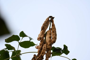 Kuru Labaratuvar Purpureus kapsülleri. Fabaceae familyasından bir fasulye türüdür. Diğer isimleri labrador fasulyesi, bonavist bezelye, dolichos fasülyesi, seim, labrador, mısır fasulyesi ve Hint fasulyesi..