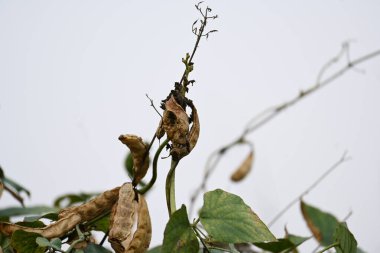 Kuru Labaratuvar Purpureus kapsülleri. Fabaceae familyasından bir fasulye türüdür. Diğer isimleri labrador fasulyesi, bonavist bezelye, dolichos fasülyesi, seim, labrador, mısır fasulyesi ve Hint fasulyesi..