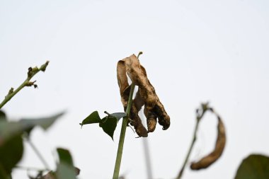 Kuru Labaratuvar Purpureus kapsülleri. Fabaceae familyasından bir fasulye türüdür. Diğer isimleri labrador fasulyesi, bonavist bezelye, dolichos fasülyesi, seim, labrador, mısır fasulyesi ve Hint fasulyesi..