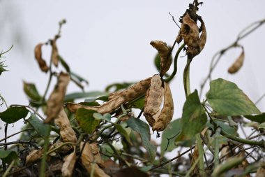 Kuru Labaratuvar Purpureus kapsülleri. Fabaceae familyasından bir fasulye türüdür. Diğer isimleri labrador fasulyesi, bonavist bezelye, dolichos fasülyesi, seim, labrador, mısır fasulyesi ve Hint fasulyesi..