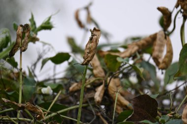 Kuru Labaratuvar Purpureus kapsülleri. Fabaceae familyasından bir fasulye türüdür. Diğer isimleri labrador fasulyesi, bonavist bezelye, dolichos fasülyesi, seim, labrador, mısır fasulyesi ve Hint fasulyesi..