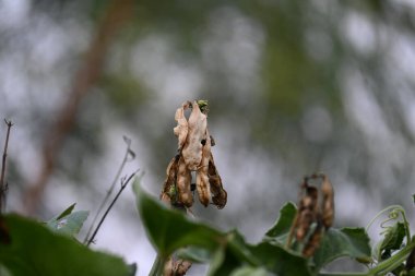 Kuru Labaratuvar Purpureus kapsülleri. Fabaceae familyasından bir fasulye türüdür. Diğer isimleri labrador fasulyesi, bonavist bezelye, dolichos fasülyesi, seim, labrador, mısır fasulyesi ve Hint fasulyesi..