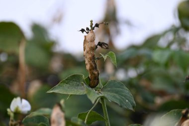 Kuru Labaratuvar Purpureus kapsülleri. Fabaceae familyasından bir fasulye türüdür. Diğer isimleri labrador fasulyesi, bonavist bezelye, dolichos fasülyesi, seim, labrador, mısır fasulyesi ve Hint fasulyesi..