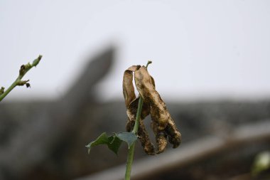 Kuru Labaratuvar Purpureus kapsülleri. Fabaceae familyasından bir fasulye türüdür. Diğer isimleri labrador fasulyesi, bonavist bezelye, dolichos fasülyesi, seim, labrador, mısır fasulyesi ve Hint fasulyesi..