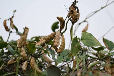 Kuru Labaratuvar Purpureus kapsülleri. Fabaceae familyasından bir fasulye türüdür. Diğer isimleri labrador fasulyesi, bonavist bezelye, dolichos fasülyesi, seim, labrador, mısır fasulyesi ve Hint fasulyesi..