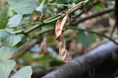 Kuru Labaratuvar Purpureus kapsülleri. Fabaceae familyasından bir fasulye türüdür. Diğer isimleri labrador fasulyesi, bonavist bezelye, dolichos fasülyesi, seim, labrador, mısır fasulyesi ve Hint fasulyesi..