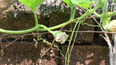 Çiçekli bir şişe kabağı. Meyvesini almak için yanıp tutuşur. Diğer adları Calabash, Lagenaria siceraria, beyaz çiçekli kabak, uzun kavun, kuş evi kabağı, Yeni Gine fasulyesi ve Tazmanya fasulyesi..