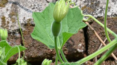 Çiçekli bir şişe kabağı. Meyvesini almak için yanıp tutuşur. Diğer adları Calabash, Lagenaria siceraria, beyaz çiçekli kabak, uzun kavun, kuş evi kabağı, Yeni Gine fasulyesi ve Tazmanya fasulyesi..