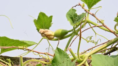 Çiçekli bir şişe kabağı. Meyvesini almak için yanıp tutuşur. Diğer adları Calabash, Lagenaria siceraria, beyaz çiçekli kabak, uzun kavun, kuş evi kabağı, Yeni Gine fasulyesi ve Tazmanya fasulyesi..