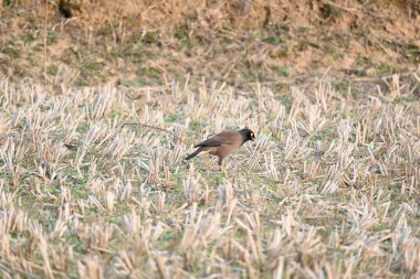 Hint Myna Kuşları. Diğer adları Common myna ve mynah. Bu, sığırcık familyasından bir kuş. Bunlar, özellikle Hindistan olmak üzere Güney Asya 'ya özgü yoldan geçen bir grup kuş.. 