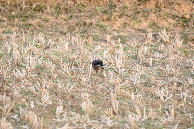 Hint Myna Kuşları. Diğer adları Common myna ve mynah. Bu, sığırcık familyasından bir kuş. Bunlar, özellikle Hindistan olmak üzere Güney Asya 'ya özgü yoldan geçen bir grup kuş.. 