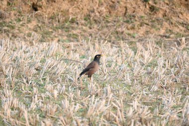 Hint Myna Kuşları. Diğer adları Common myna ve mynah. Bu, sığırcık familyasından bir kuş. Bunlar, özellikle Hindistan olmak üzere Güney Asya 'ya özgü yoldan geçen bir grup kuş.. 