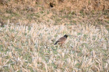 Hint Myna Kuşları. Diğer adları Common myna ve mynah. Bu, sığırcık familyasından bir kuş. Bunlar, özellikle Hindistan olmak üzere Güney Asya 'ya özgü yoldan geçen bir grup kuş.. 
