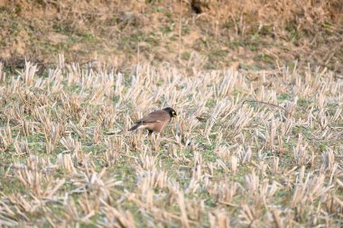 Hint Myna Kuşları. Diğer adları Common myna ve mynah. Bu, sığırcık familyasından bir kuş. Bunlar, özellikle Hindistan olmak üzere Güney Asya 'ya özgü yoldan geçen bir grup kuş.. 