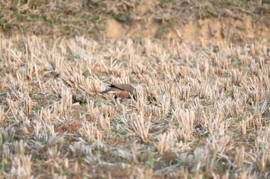 Hint Myna Kuşları. Diğer adları Common myna ve mynah. Bu, sığırcık familyasından bir kuş. Bunlar, özellikle Hindistan olmak üzere Güney Asya 'ya özgü yoldan geçen bir grup kuş.. 