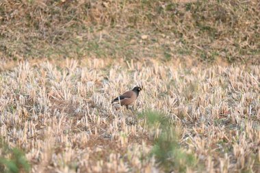 Hint Myna Kuşları. Diğer adları Common myna ve mynah. Bu, sığırcık familyasından bir kuş. Bunlar, özellikle Hindistan olmak üzere Güney Asya 'ya özgü yoldan geçen bir grup kuş.. 