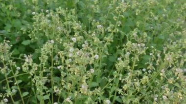 Primula veris bitkisi. Diğer isim kayması, inek kayması ve çuha çiçeği. Bu, Primulaceae 'de uzun ömürlü çiçekli bir bitki..