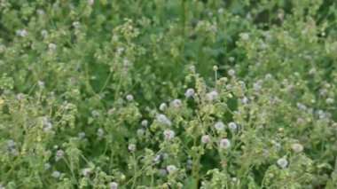 Primula veris bitkisi. Diğer isim kayması, inek kayması ve çuha çiçeği. Bu, Primulaceae 'de uzun ömürlü çiçekli bir bitki..