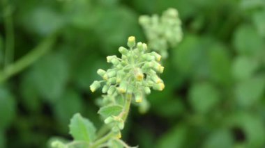Primula veris bitkisi. Diğer isim kayması, inek kayması ve çuha çiçeği. Bu, Primulaceae 'de uzun ömürlü çiçekli bir bitki..