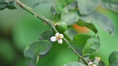 Bitkide limon çiçeği. Çiçek açan bitki Rutaceae 'nin Citrusgenus' undaki küçük yeşil ağacın özellikleridir. Beyaz limon çiçeği. 