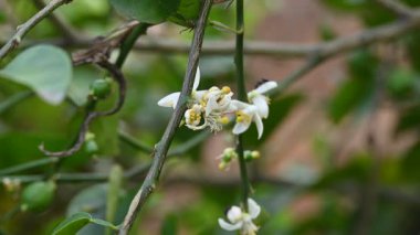 Bitkide limon çiçeği. Çiçek açan bitki Rutaceae 'nin Citrusgenus' undaki küçük yeşil ağacın özellikleridir. Beyaz limon çiçeği. 