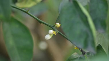 Bitkide limon çiçeği. Çiçek açan bitki Rutaceae 'nin Citrusgenus' undaki küçük yeşil ağacın özellikleridir. Beyaz limon çiçeği. 