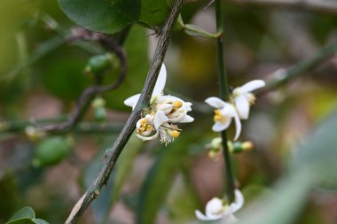 Bitkide limon çiçeği. Çiçek açan bitki Rutaceae 'nin Citrusgenus' undaki küçük yeşil ağacın özellikleridir. Beyaz limon çiçeği. 