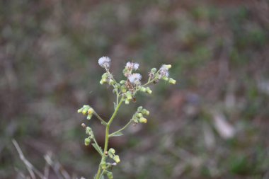 Primula veris bitkisi. Diğer isim kayması, inek kayması ve çuha çiçeği. Bu, Primulaceae 'de uzun ömürlü çiçekli bir bitki..