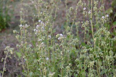 Primula veris bitkisi. Diğer isim kayması, inek kayması ve çuha çiçeği. Bu, Primulaceae 'de uzun ömürlü çiçekli bir bitki..