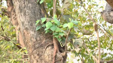 Başka bir ağaç gövdesinde büyüyen Ficus Reliosa ağacı. Tohumları ağaçların boşluğunda filizlenir ve yavaşça tüm ağacı kaplar. Diğer adı Bodhi Ağacı, Pippala Ağacı, Peepul Ağacı....